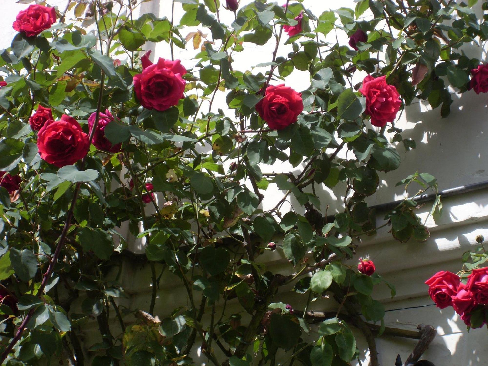 La Heraudiere Bed & Breakfast Tours Zimmer foto
