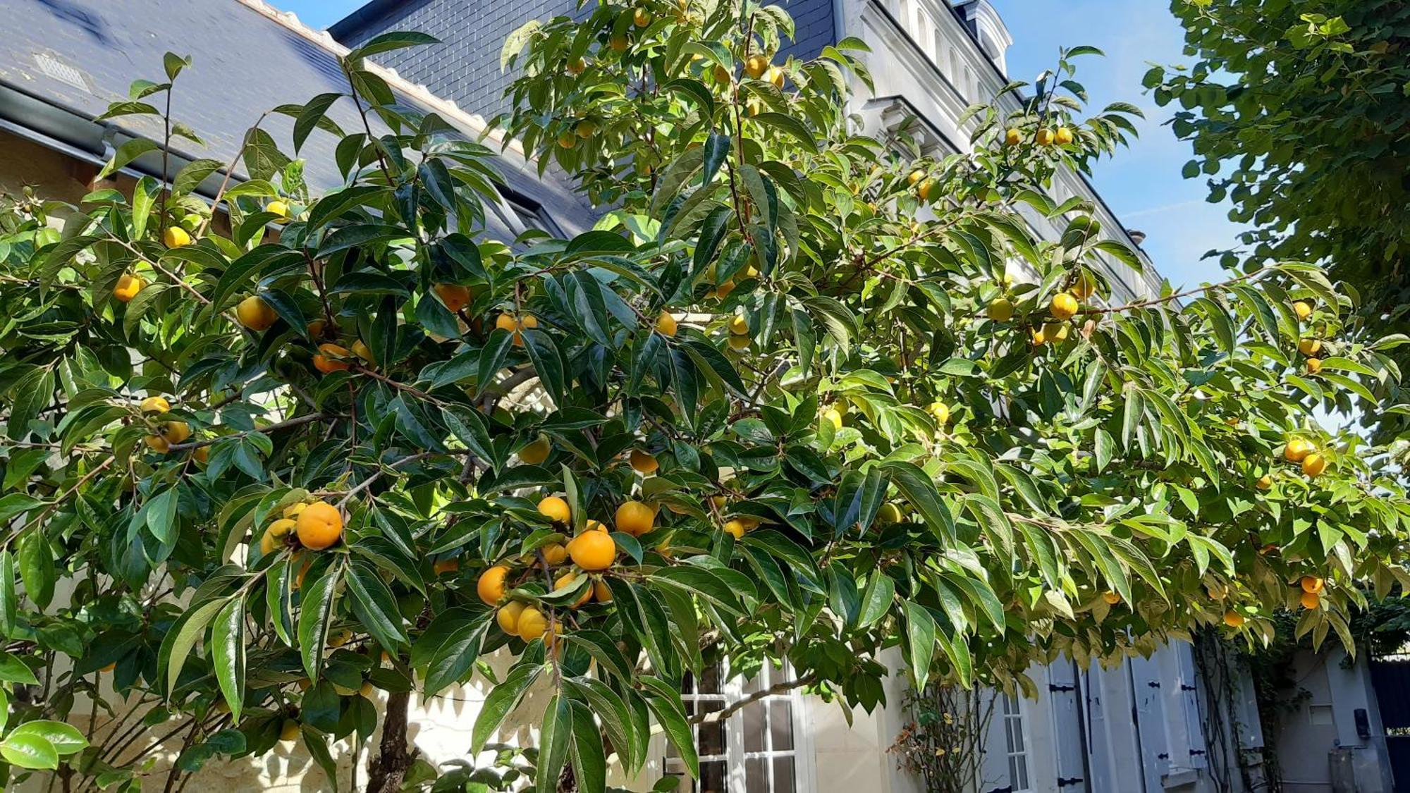 La Heraudiere Bed & Breakfast Tours Exterior foto